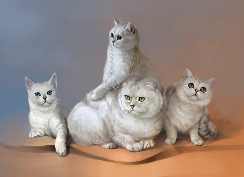 Шотландской голландские кошки