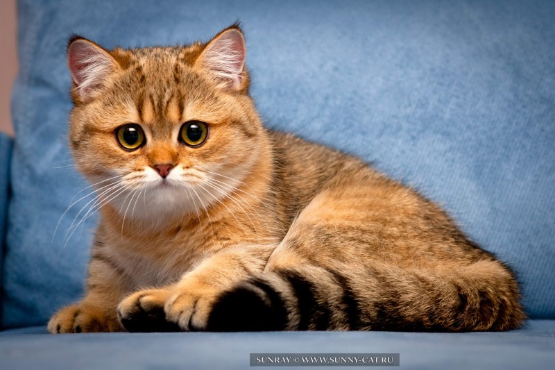 Шотландская вислоухая кошка