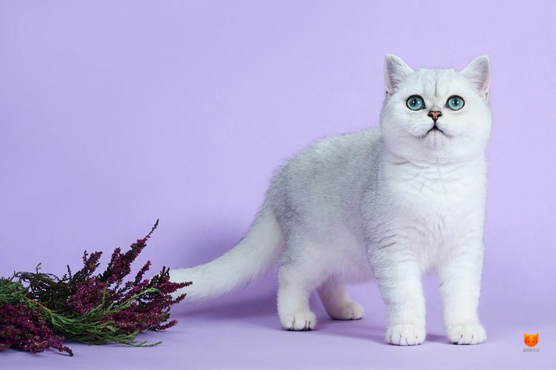 Шотландская прямоухая шиншилла