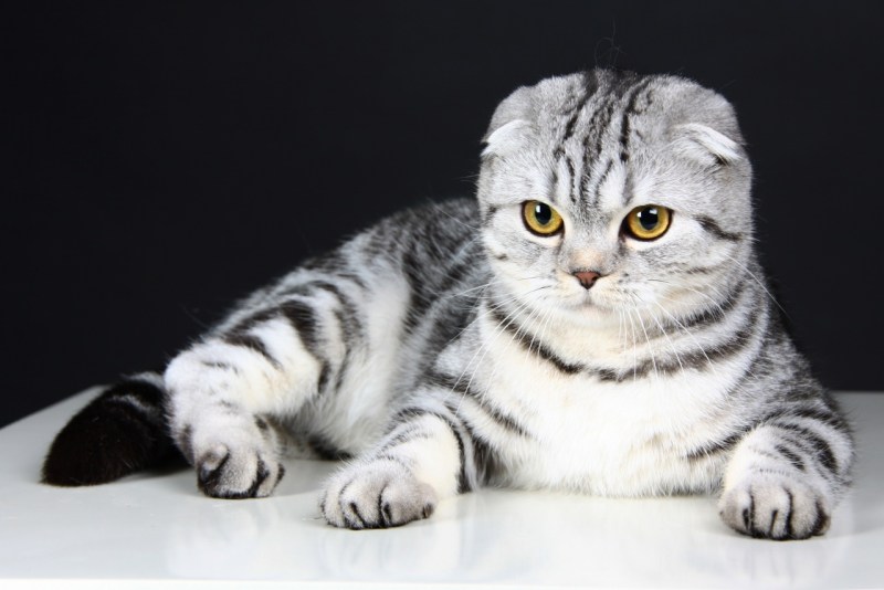 Ирландский вислоухий кот
