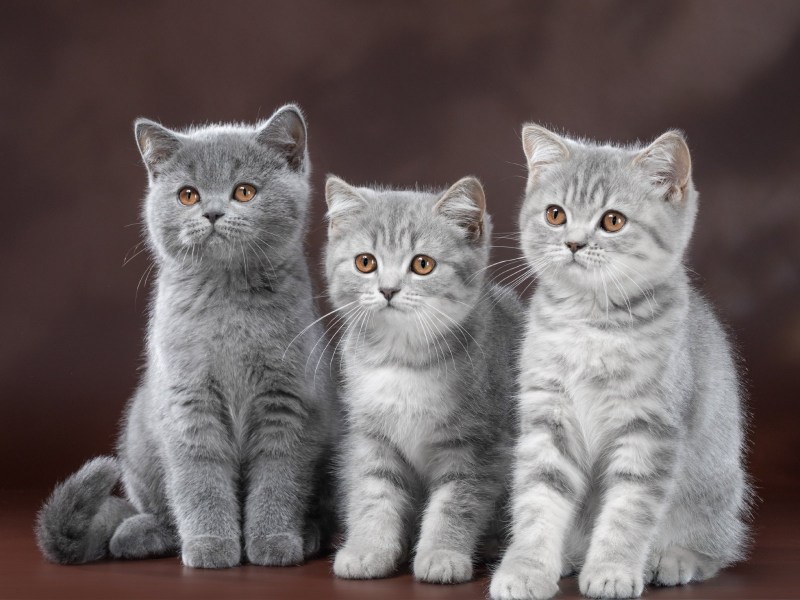 Шотландская вислоухая кошка голубая