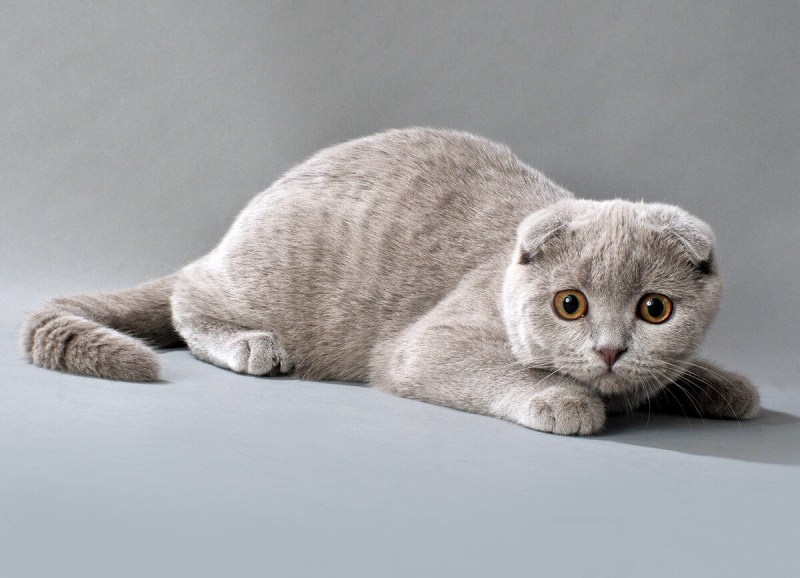 Шотландская вислоухая кошка серая красивая