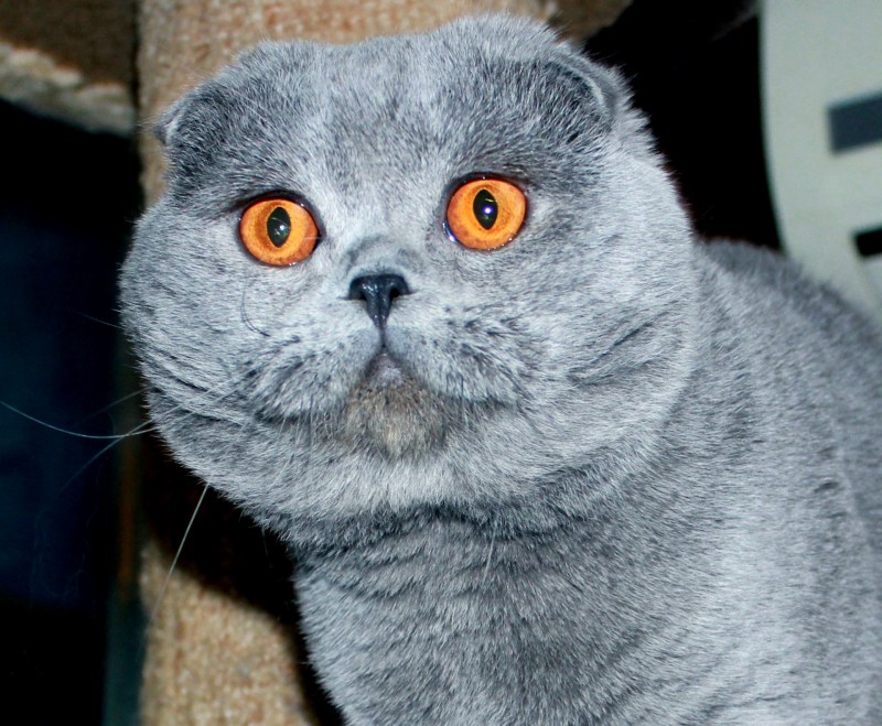 Котята британцы шотландцы