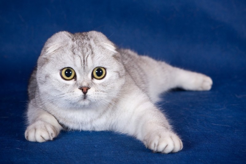 Британец короткошерстный вислоухий