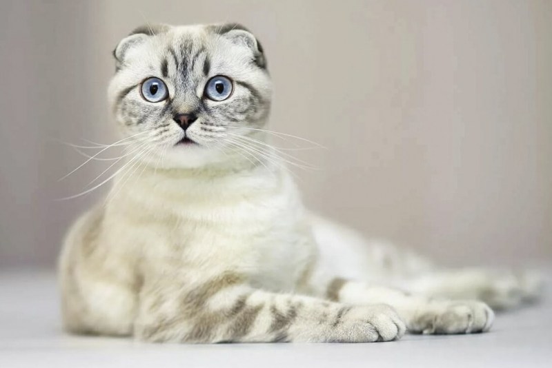 Котята британцы шотландцы