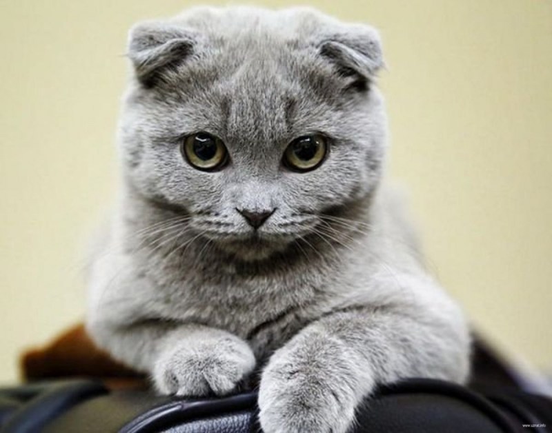 Скоттиш фолд шиншилла