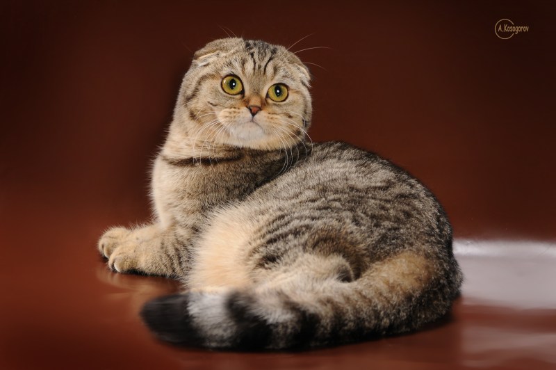Скоттиш фолд котята