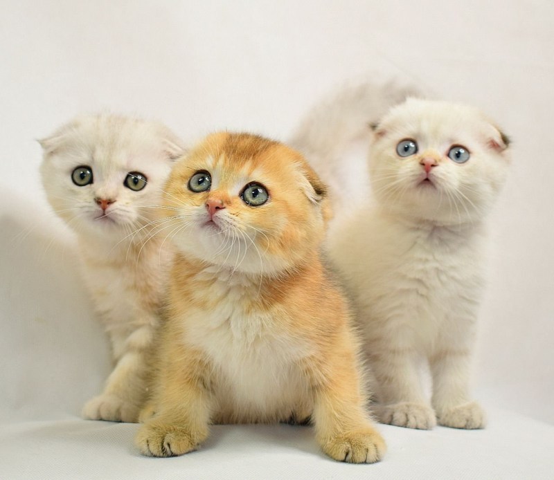 Котята породы британец