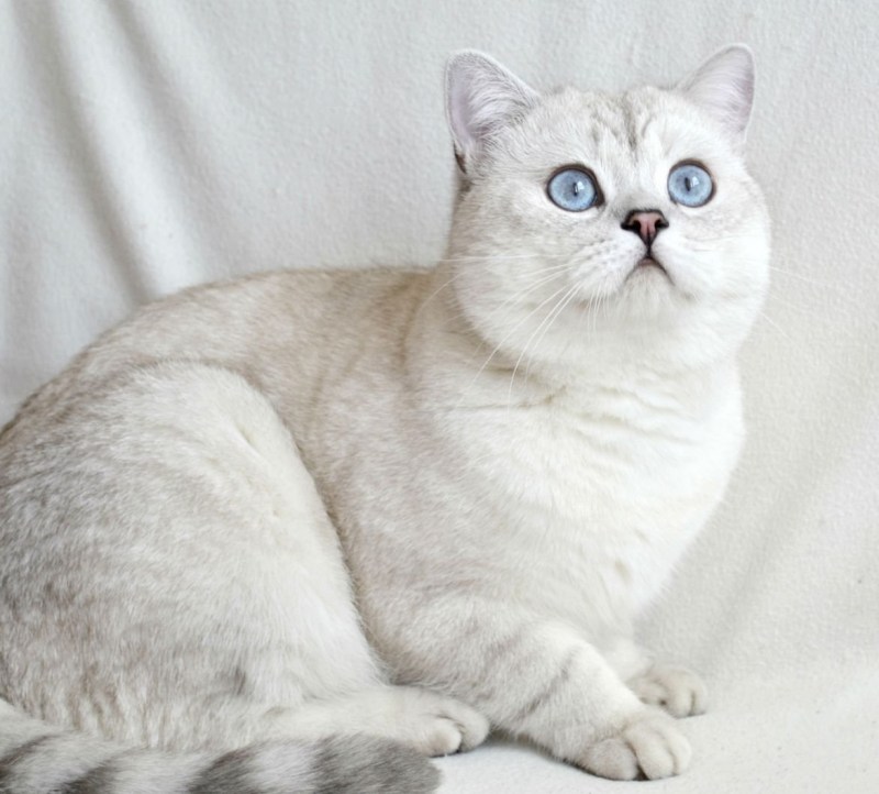 Шотландец кот