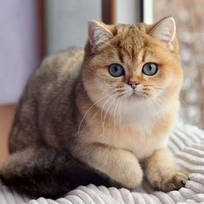 Британская короткошёрстная кошка Золотая