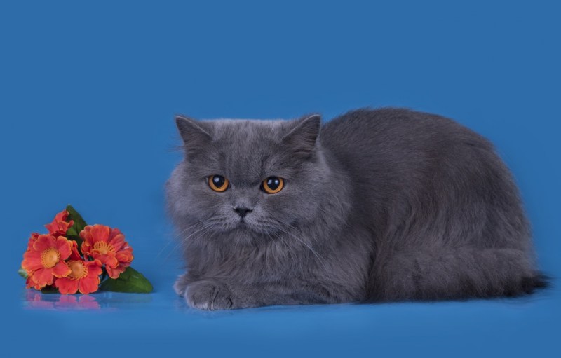 Шотландская вислоухая кошка