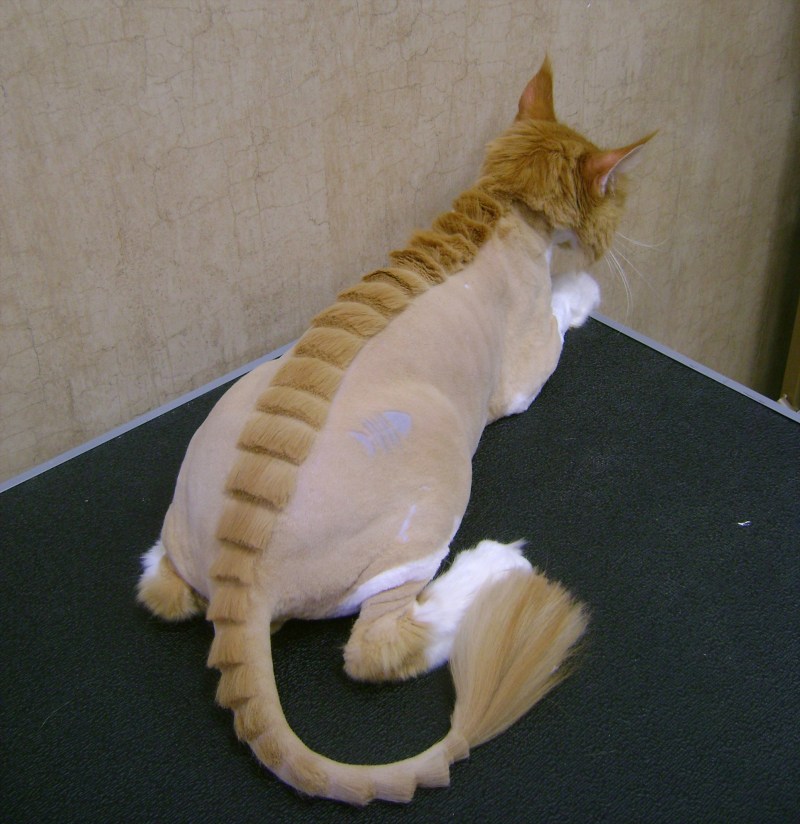 Модные стрижки котов