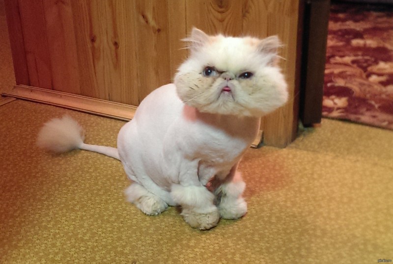 Стрижка кота