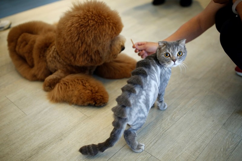 Груминг кота