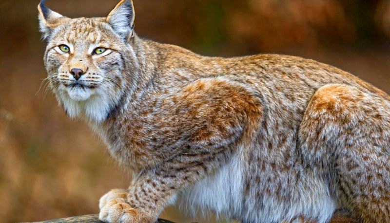 Рысь обыкновенная (лат. Lynx Lynx)