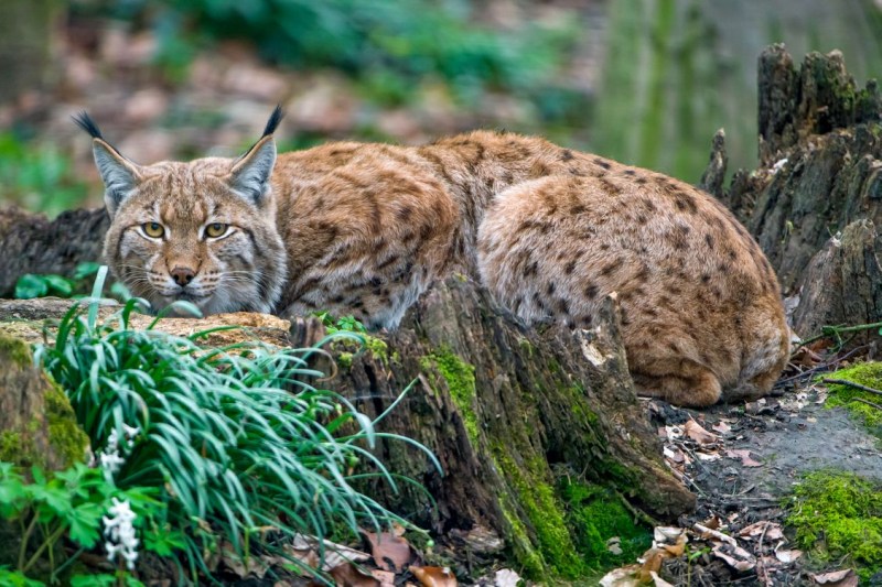 Обыкновенная Рысь Lynx Lynx