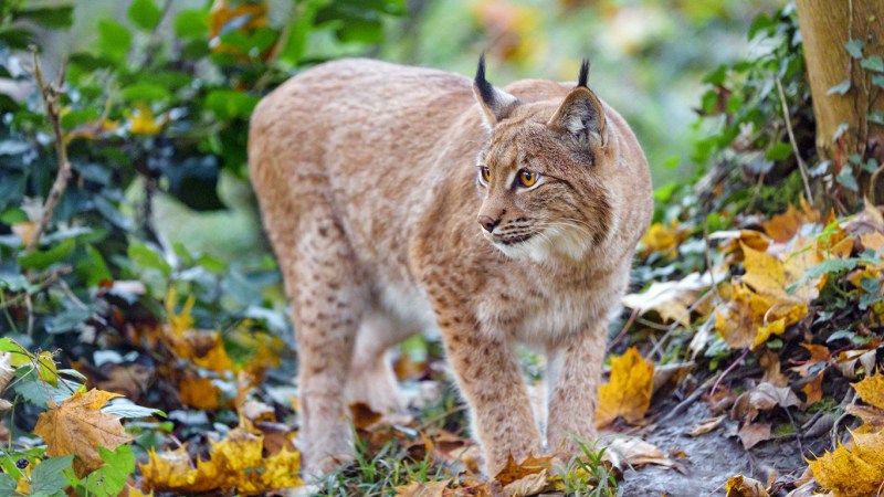Рысь — Lynx Lynx