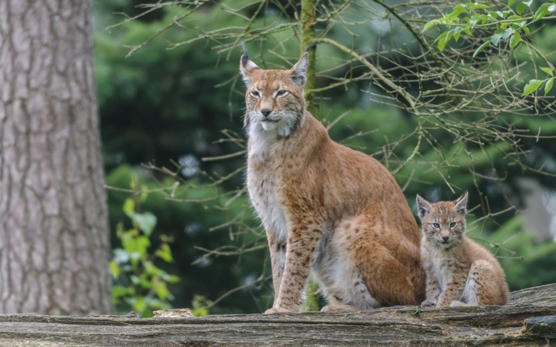 Рысь обыкновенная (лат. Lynx Lynx)