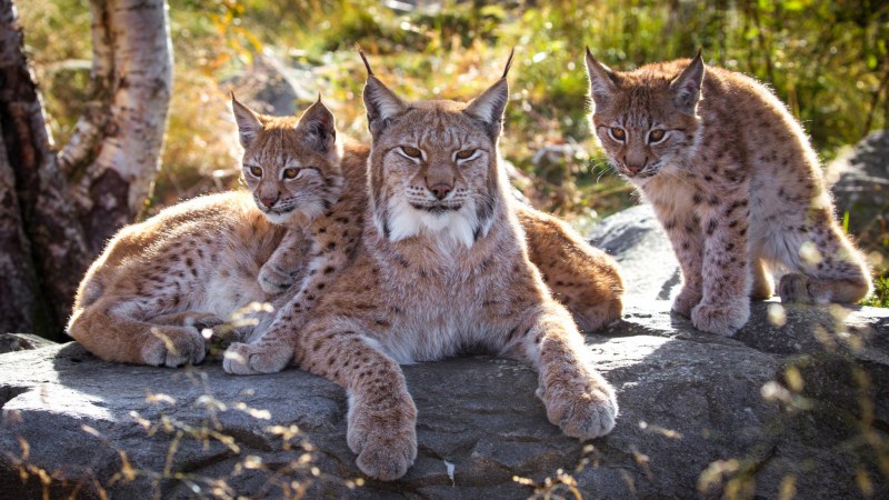 Обыкновенная Рысь Lynx Lynx