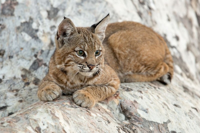 Lynx Lynx isabellinus