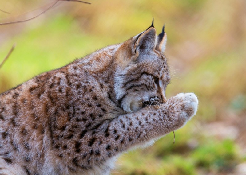 Бобкэт кошка