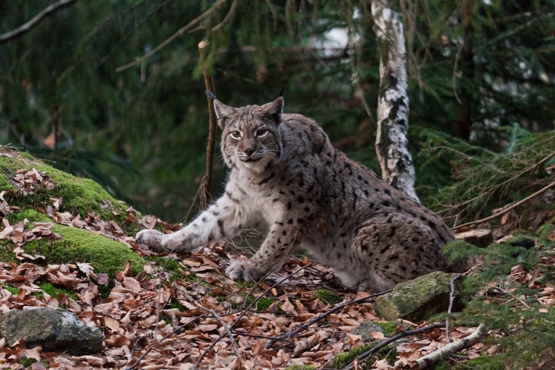Рысь — Lynx Lynx