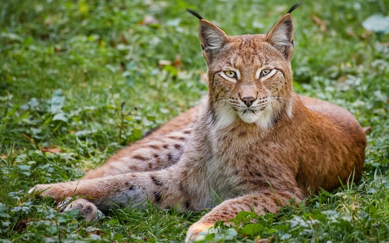 Обыкновенная Рысь Lynx Lynx