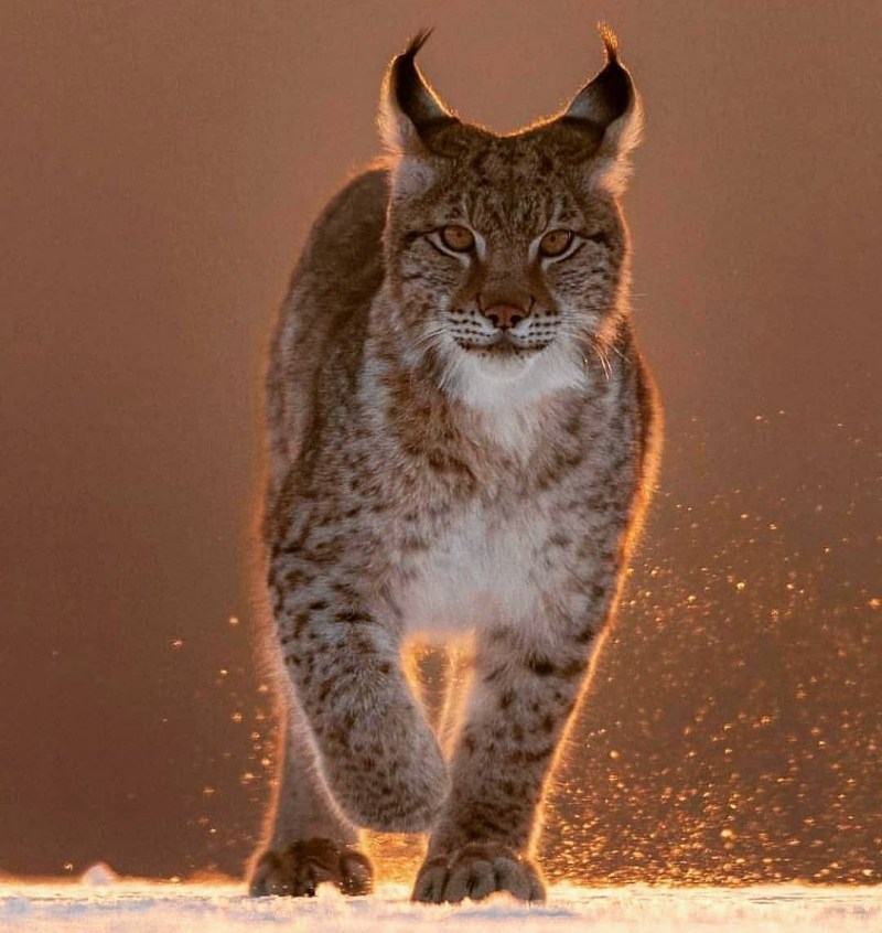 Обыкновенная Рысь Lynx Lynx
