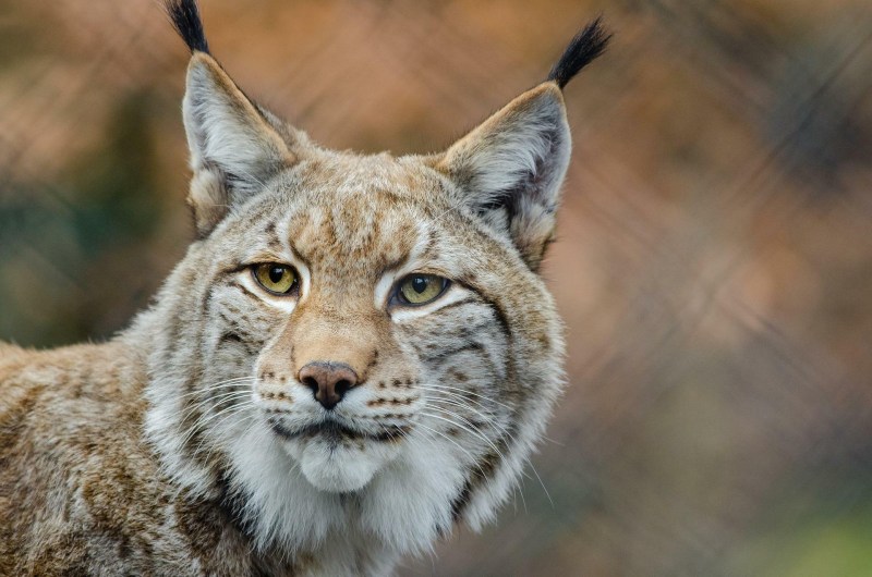 Рысь — Lynx Lynx
