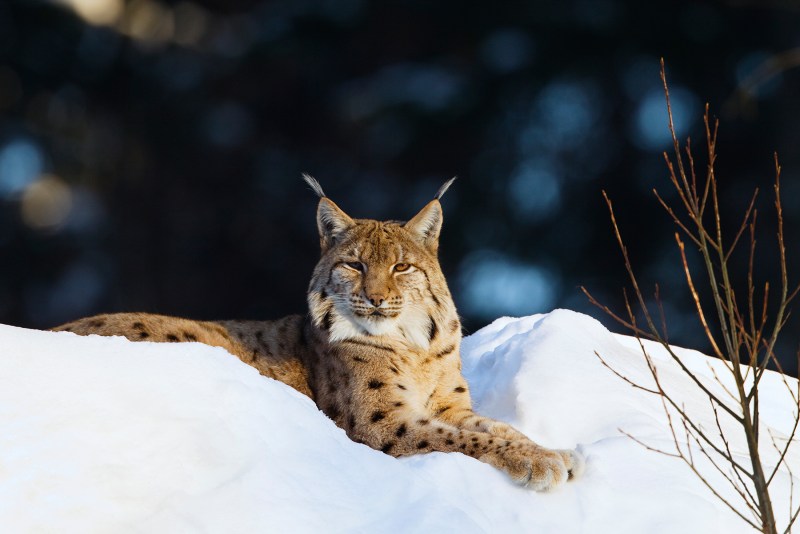 Обыкновенная Рысь Lynx Lynx