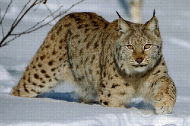 Lynx Рысь