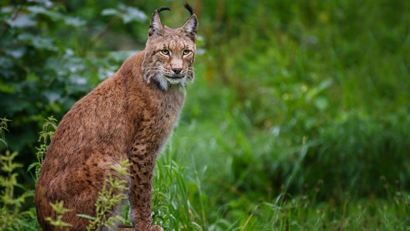 Рысь обыкновенная Lynx Lynx Linnaeus, 1758