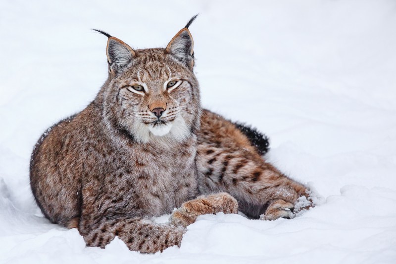 Рысь — Lynx Lynx