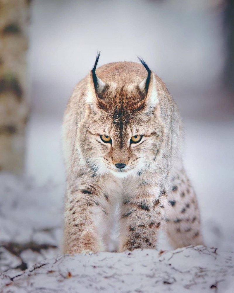 Рысь — Lynx Lynx