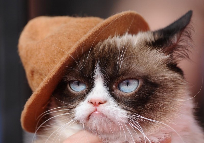 Кот Grumpy Cat