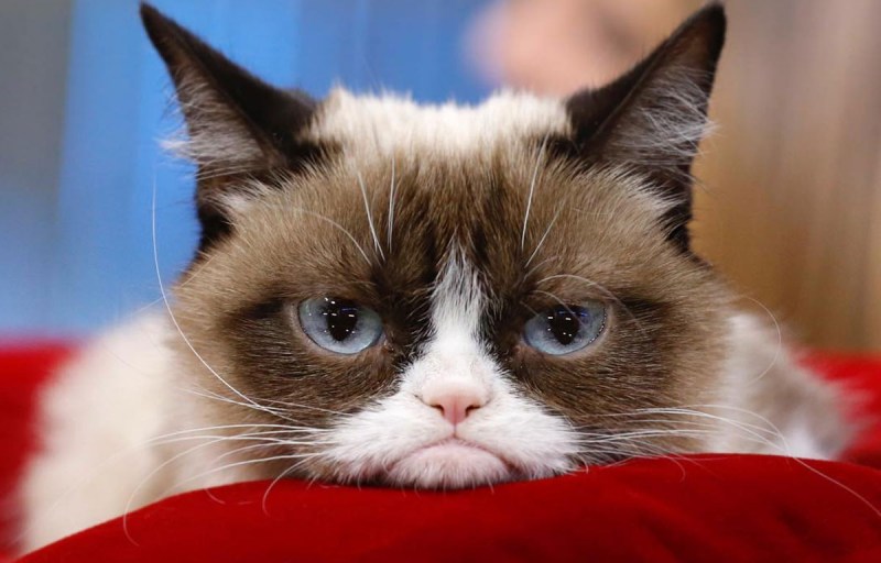 Недовольный кот Grumpy Cat