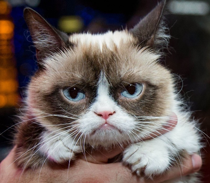 Сердитый кот Grumpy Cat