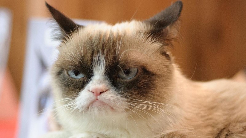 Недовольный кот Grumpy Cat