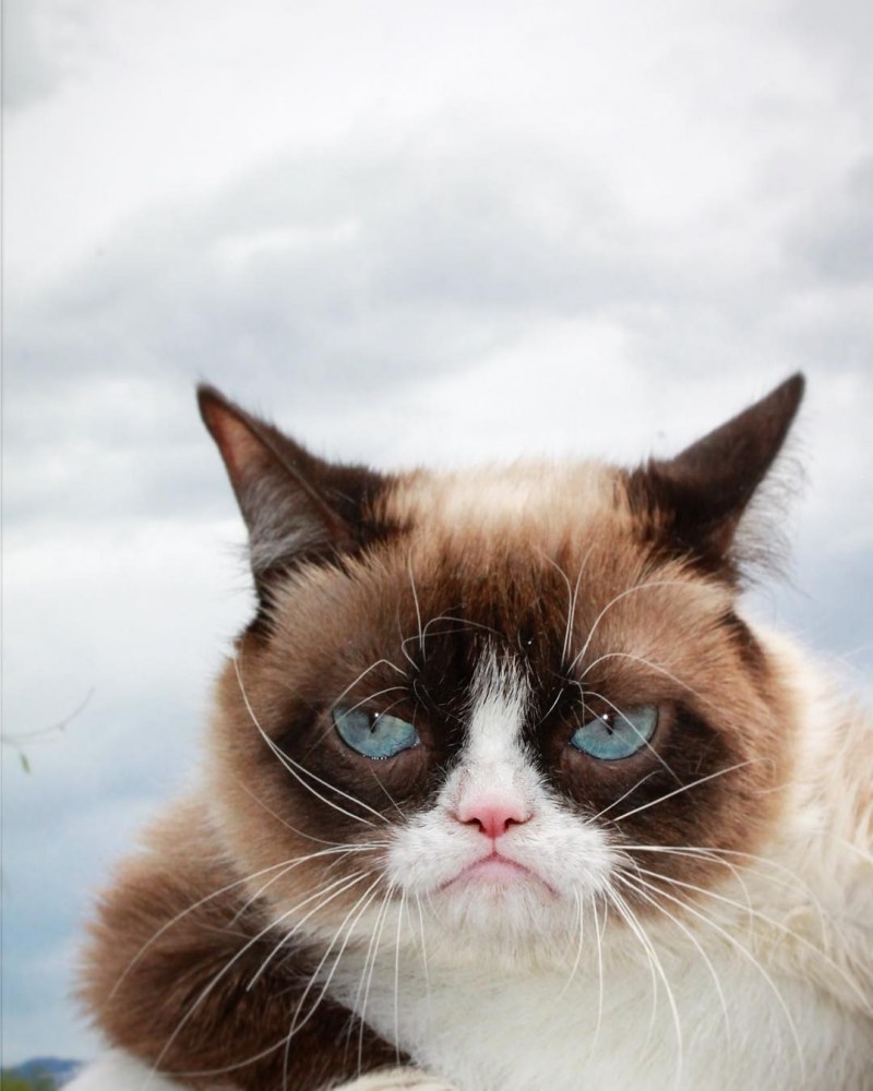 Сердитая кошка Grumpy Cat