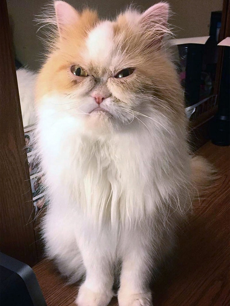 Самый сердитый кот