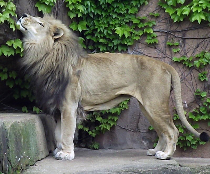 Barbary Lion