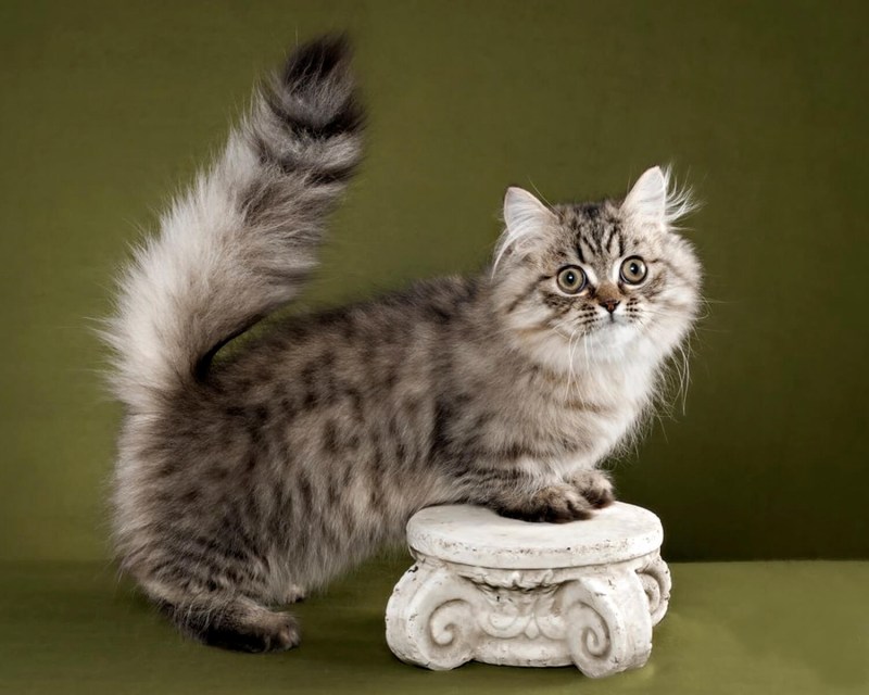 Манчкин Менуэт кошка