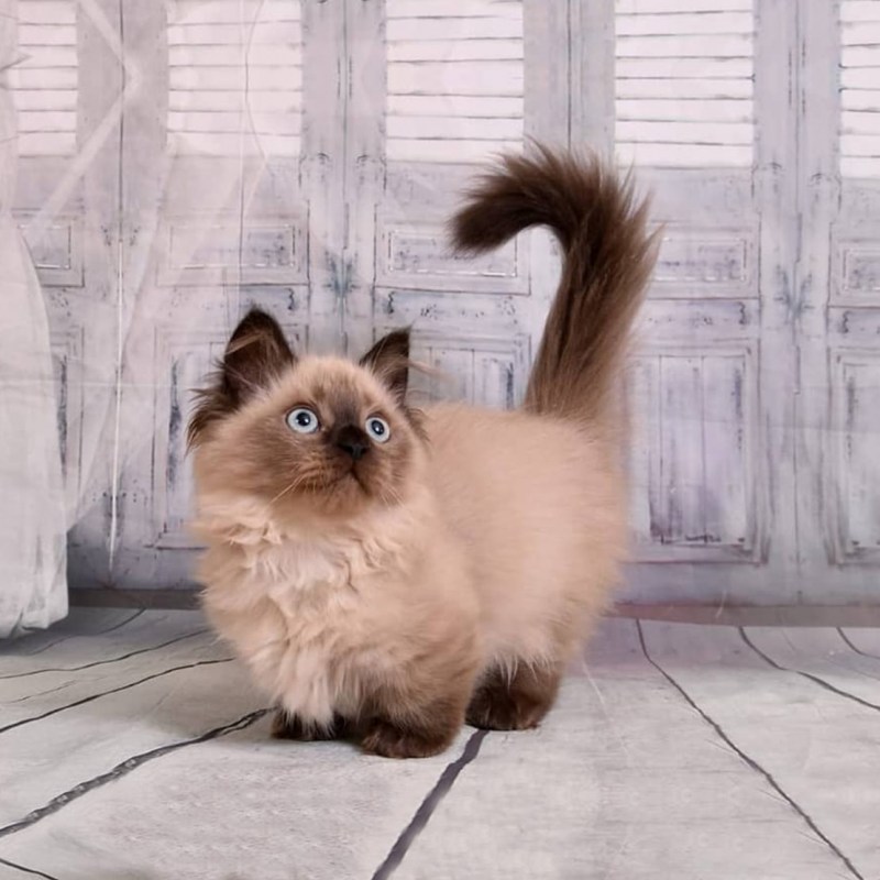 Манчкин кот