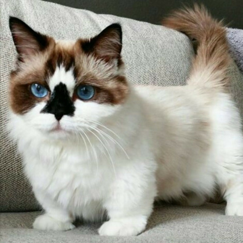 Коты Манчкин