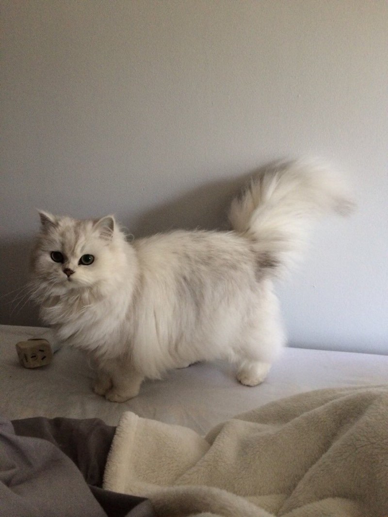 Манчкин шиншилла