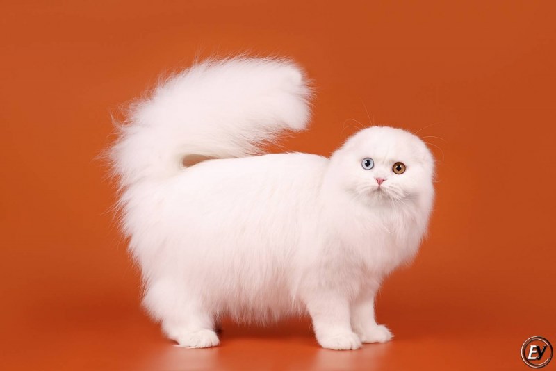 Манчкин кошка вислоухая