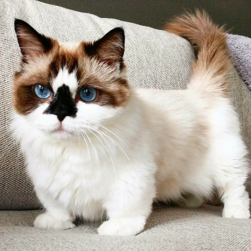 Коты породы Манчкин