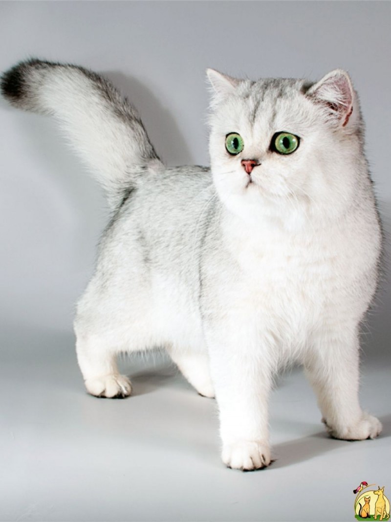 Манчкин Британская шиншилла