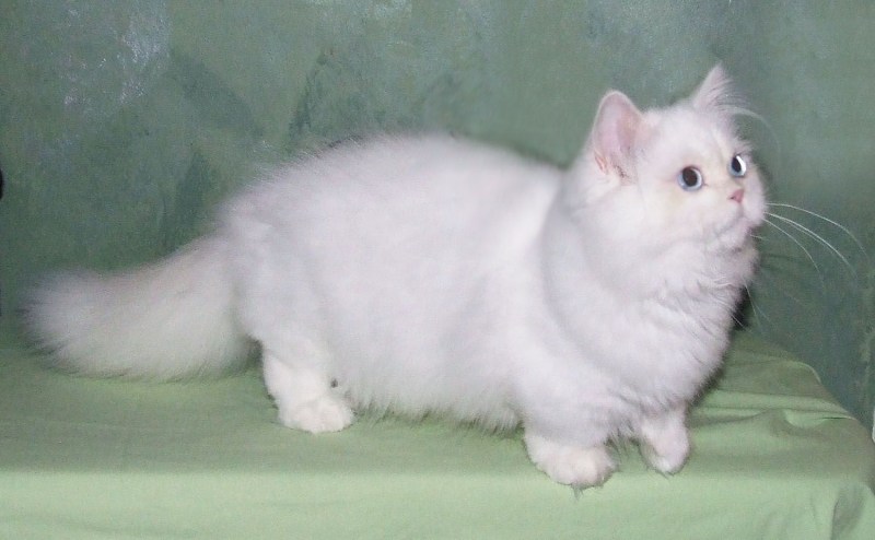 Манчкин Менуэт кошка