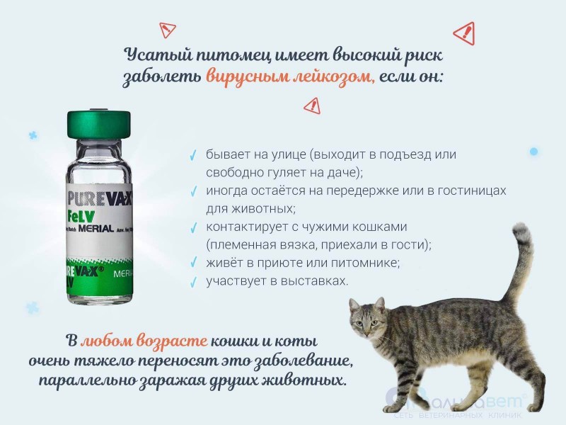 Пуревакс схема вакцинации кошек